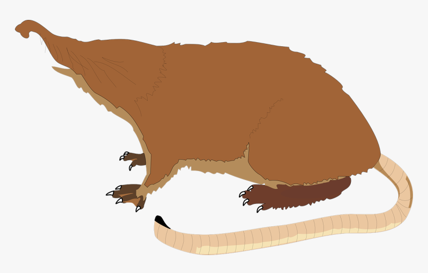 Pyrenean Desman Png, Transparent Png