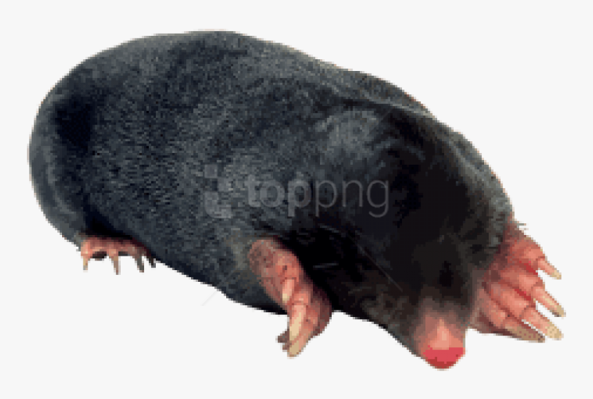 Mole - Mole Png, Transparent Png