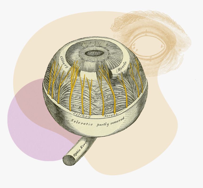 Ecommerce Purchase Frequency - Circle, HD Png Download