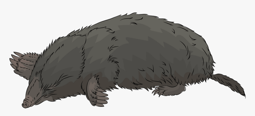Hog Nosed Skunk, HD Png Download