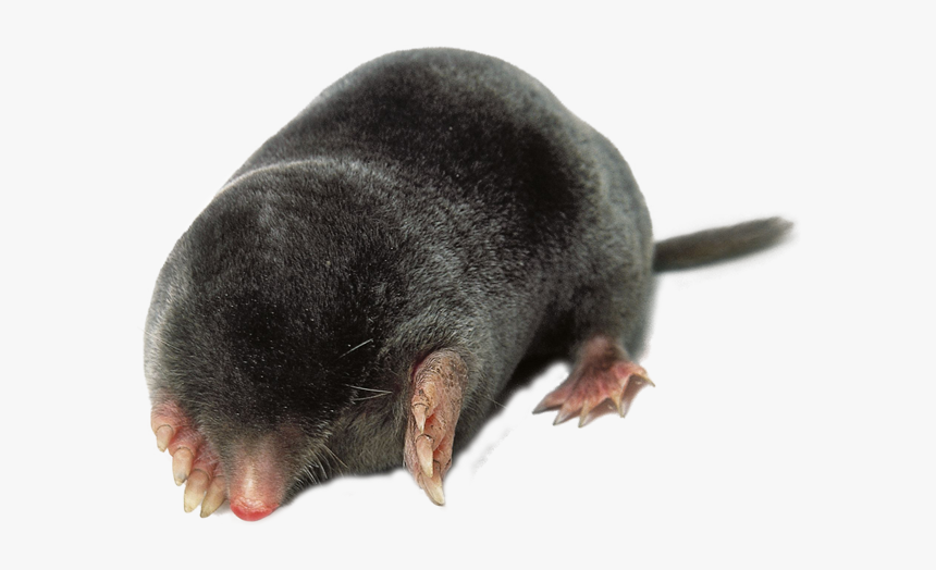 Mole Catcher Mole Control By Swat Pest Control Ltd - Mole Vole, HD Png Download