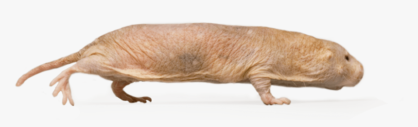 Naked Mole-rat, HD Png Download