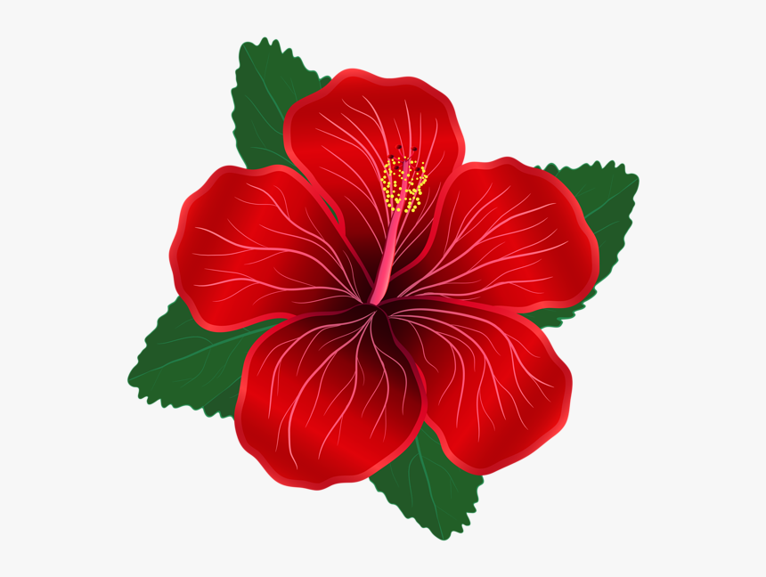 Rose Cliparts Png Hibiscus - Red Flower Clipart Png, Transparent Png , Transparent Png Image - PNGitem