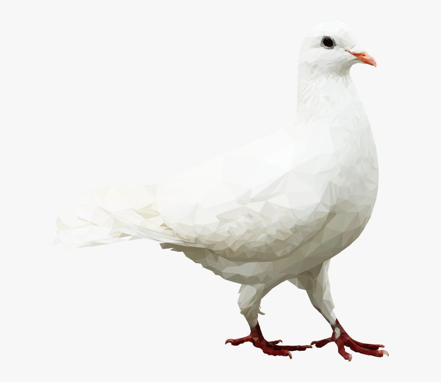European Herring Gull, HD Png Download