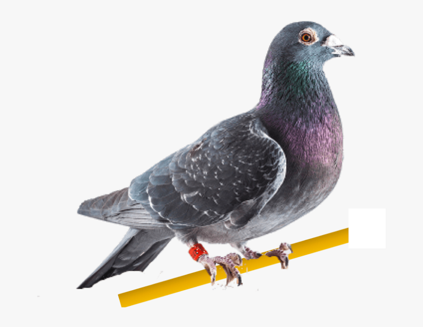 Carta De Palomas Mensajeras, HD Png Download