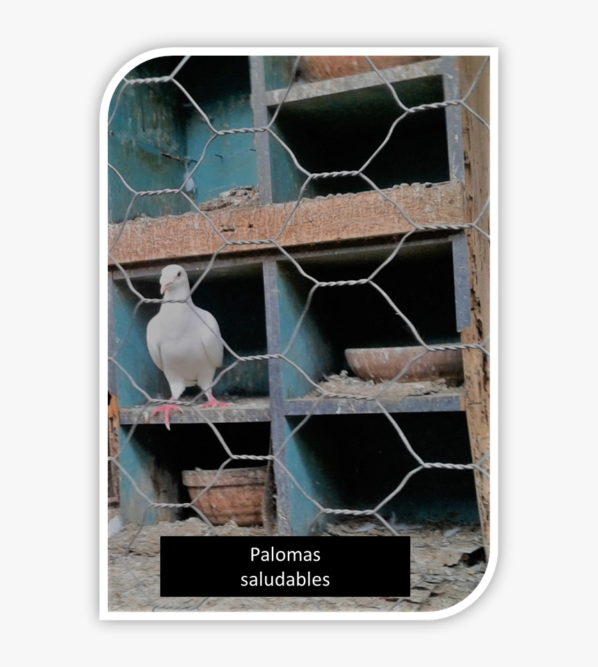 Myna, HD Png Download