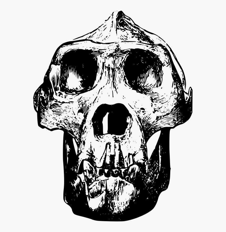 Male Gorilla Skull - Gorilla Skull Clip Art, HD Png Download