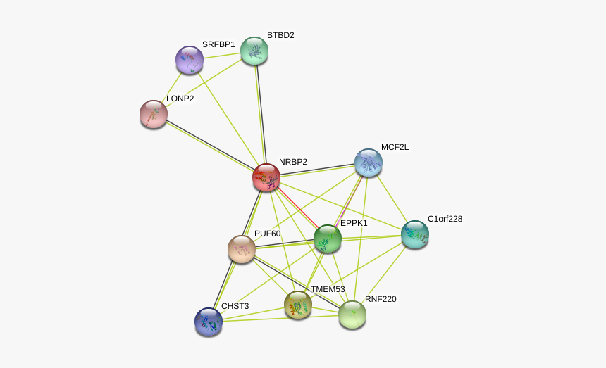 Nrbp2 Protein - Circle, HD Png Download