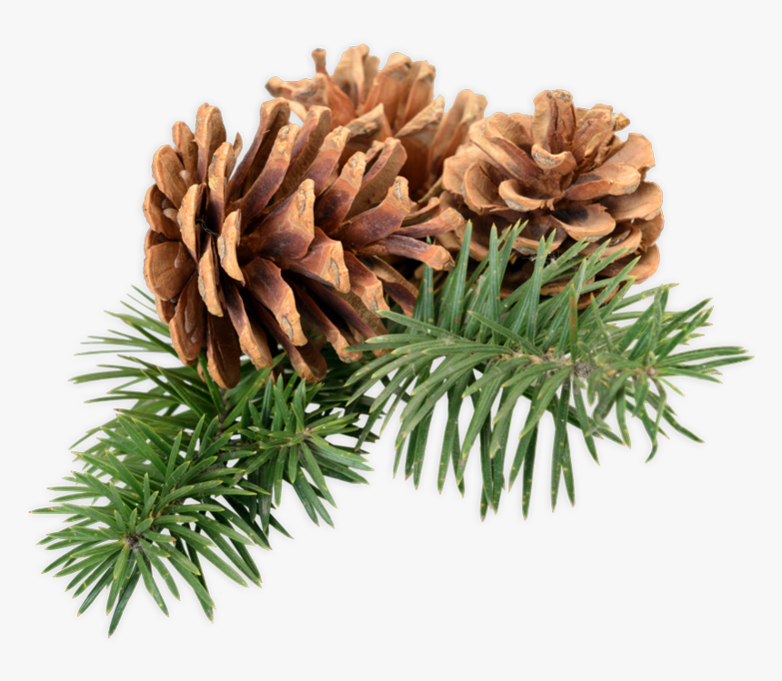 Mexican Pinyon , Png Download - Mexican Pinyon, Transparent Png