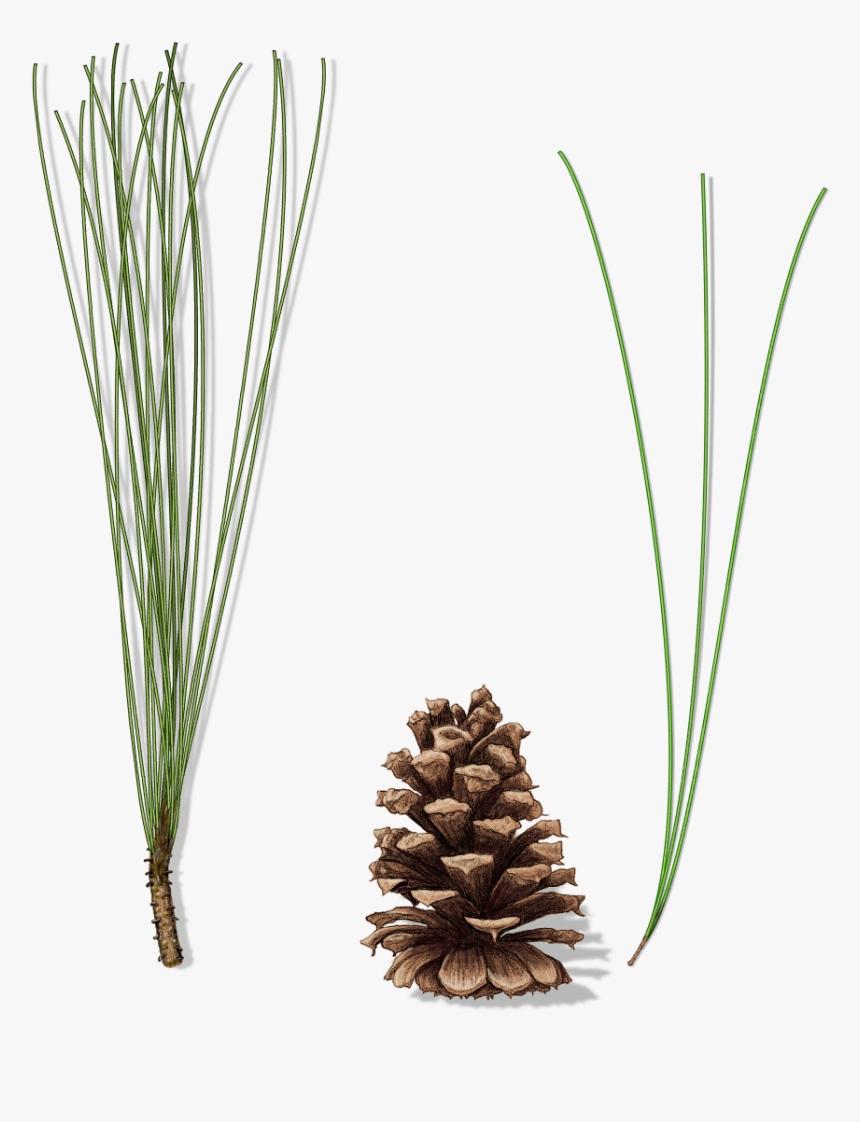Grass, HD Png Download