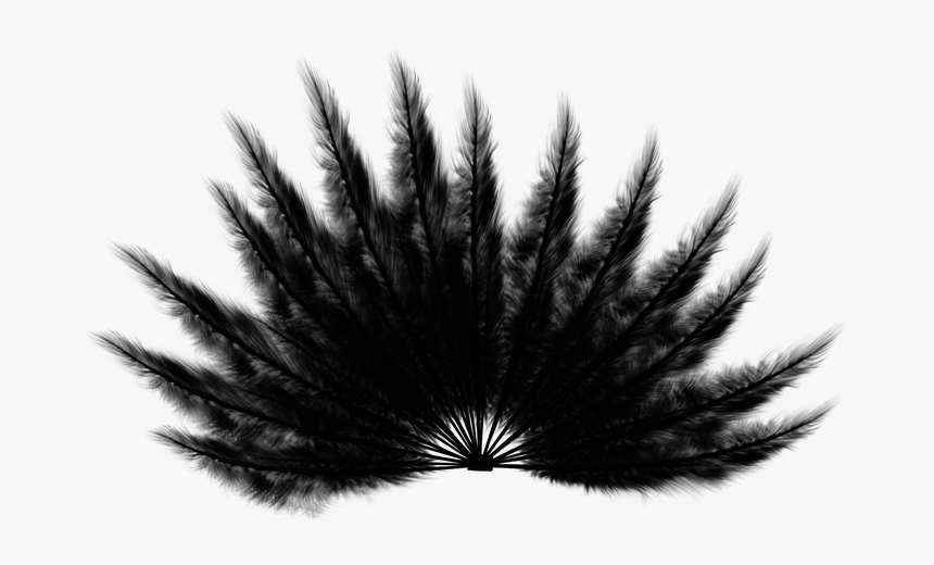 Feathers, Fan, Black, Bird, Wings, Tail, Animal - Monochrome, HD Png Download