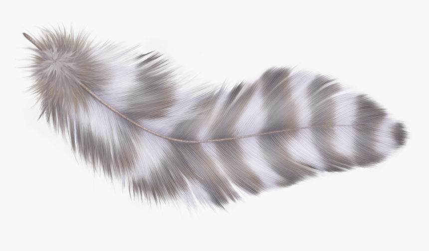 Фотки Parrot, Feathers, Clip Art, Photoshop, Parrot - Feather, HD Png Download