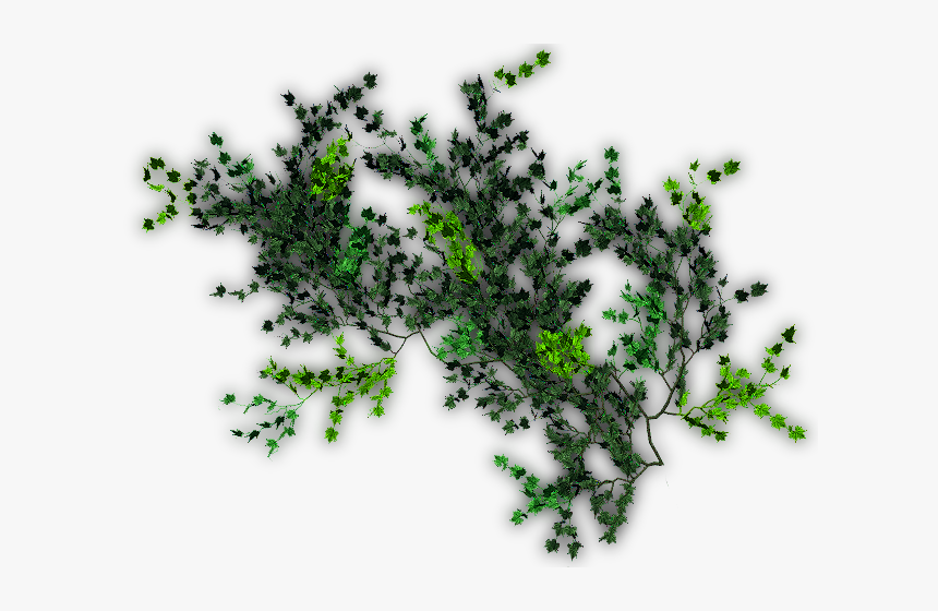 Textura Enredadera Png, Transparent Png