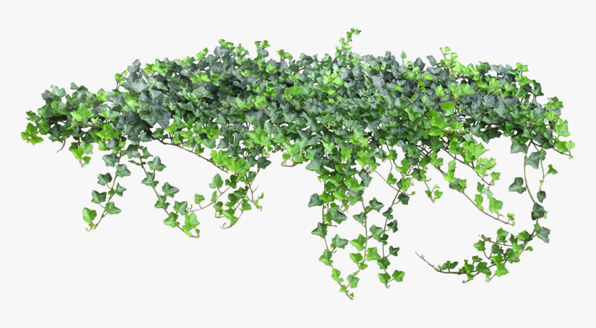 Transparent Ivy Png, Png Download