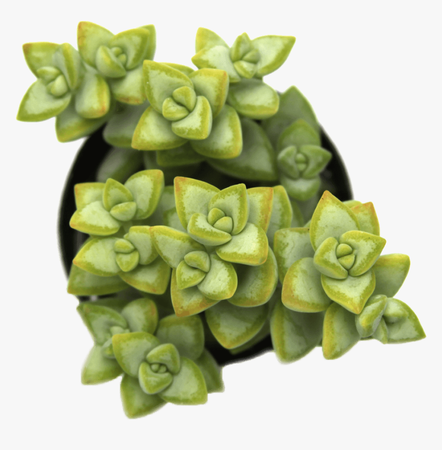 Crassula Rupestris Rosary Vine 
 Class - Crassula Png, Transparent Png