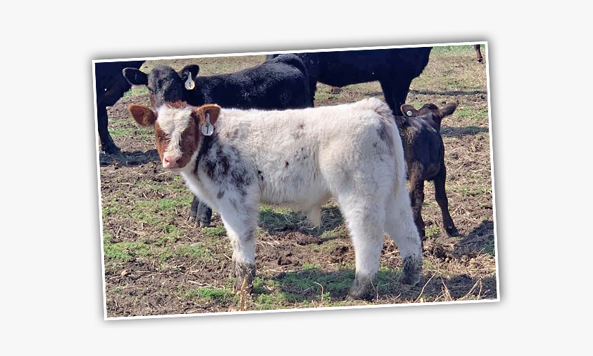 Calf, HD Png Download