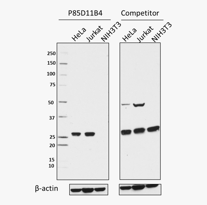 A P85d11b4 Pure Eif4e 1 Wb 101917 - Monochrome, HD Png Download