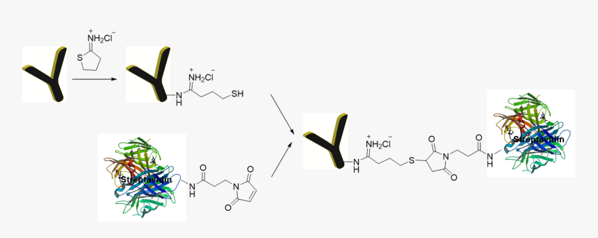 Antibody Streptavidin Conjugate, HD Png Download