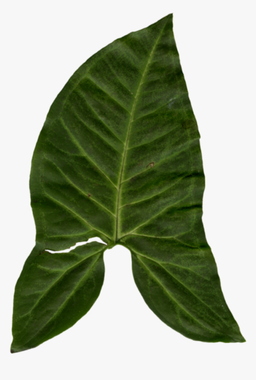 Swamp Chestnut Oak - Beech, HD Png Download