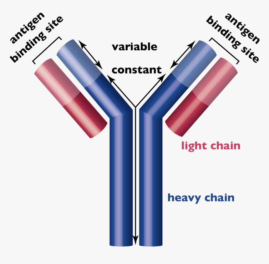 Antibody Structure, HD Png Download