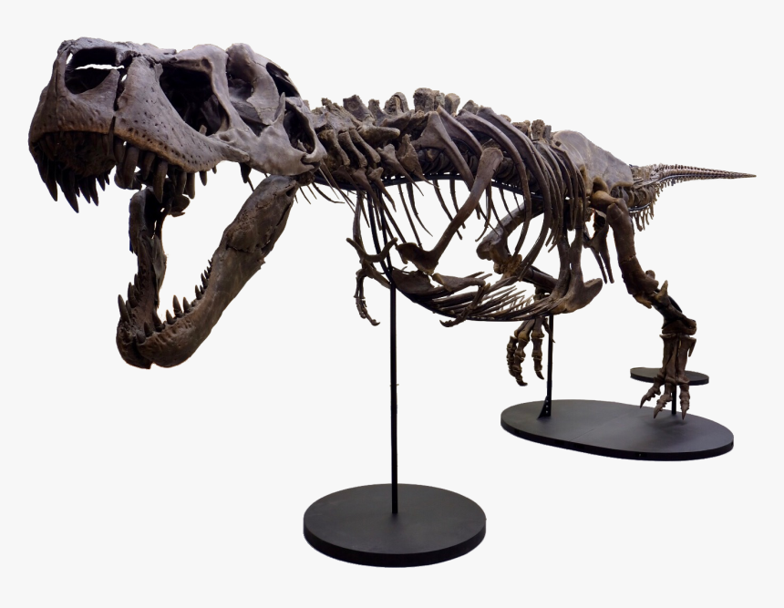 Victoria The T Rex, HD Png Download