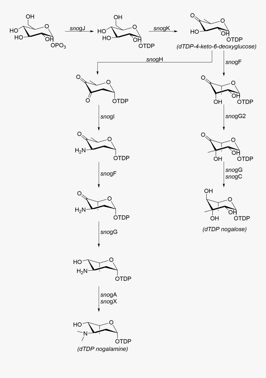 Nogalose And Nogalamine - Handwriting, HD Png Download