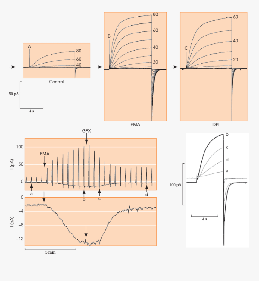 Diagram, HD Png Download