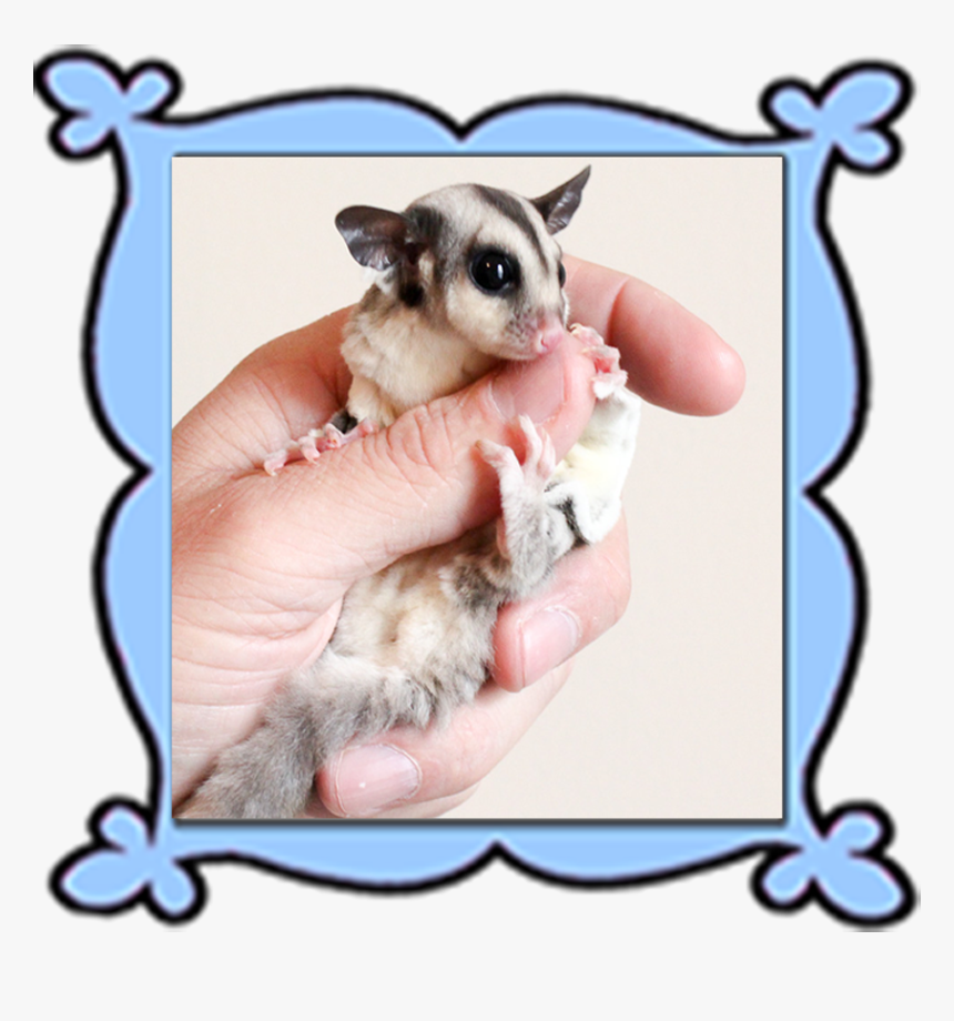 Personalized Glidersafe Delivery Adoption Package 
 - Possum, HD Png Download
