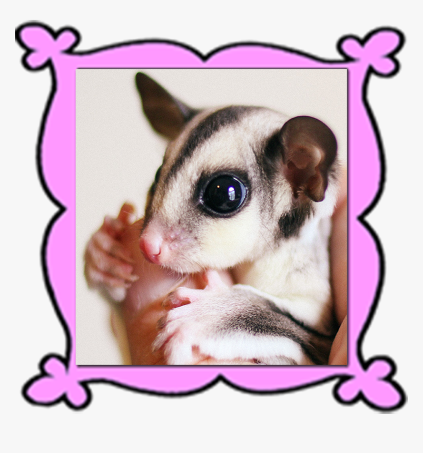Personalized Glidersafe Delivery Adoption Package 
 - Rat, HD Png Download