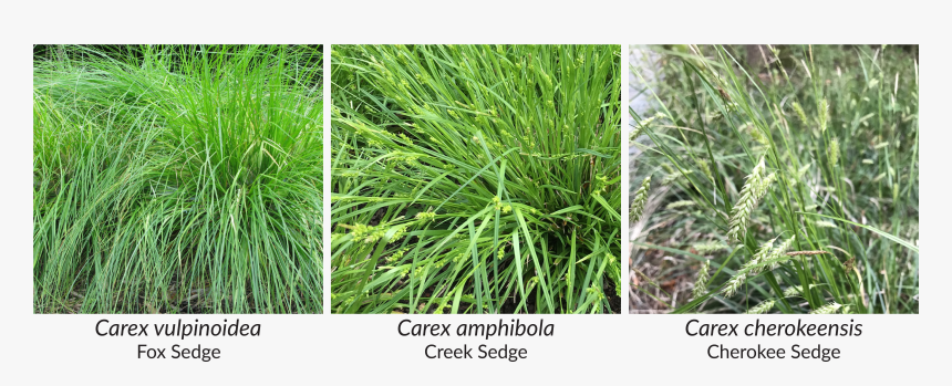 Amphibola Is Also Resilient, And Does Well In A Wide - Sweet Grass, HD Png Download