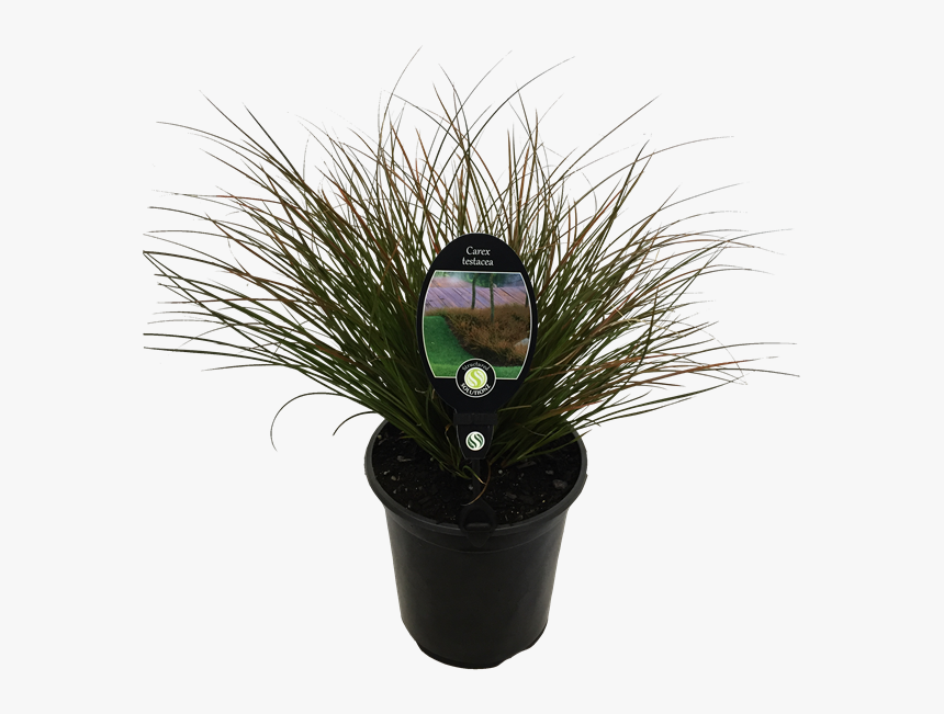 Houseplant, HD Png Download