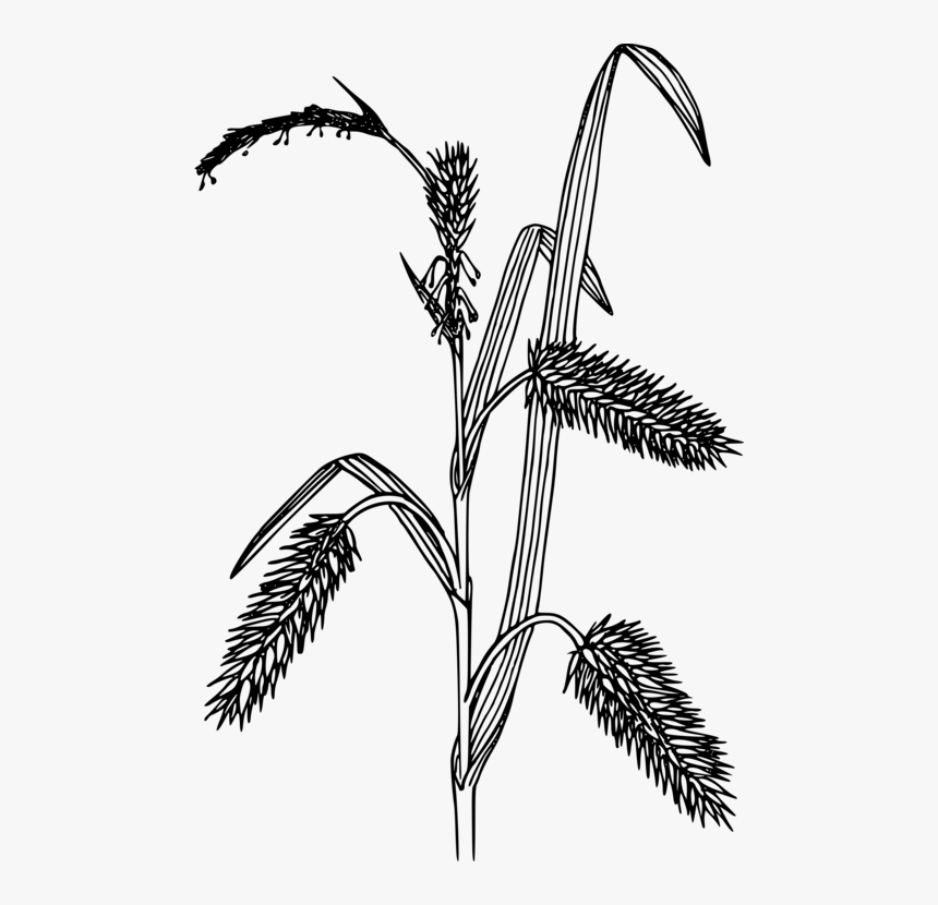 Transparent Black Grass Png - Black And White Sedges, Png Download