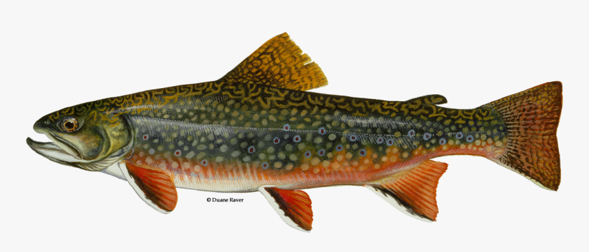 Illustration Of A Brook Trout - New Jersey State Fish, HD Png Download