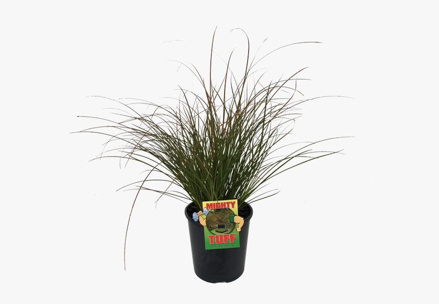 Grass, HD Png Download
