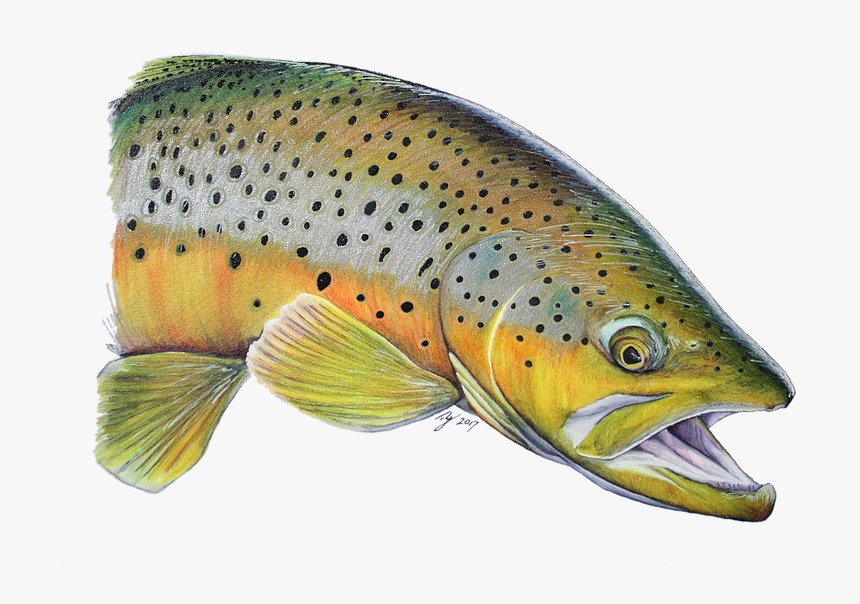 Trout-png - Clip Art, Transparent Png