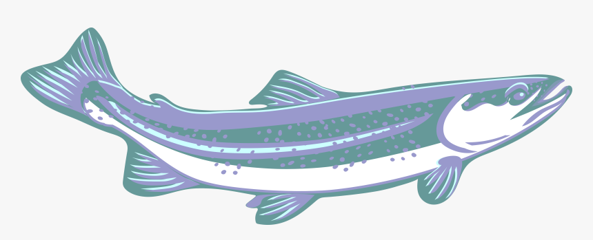 Trout, Clip Art, Purple, Blue, White, Speckled, Curved - Transparent Trout Clipart, HD Png Download