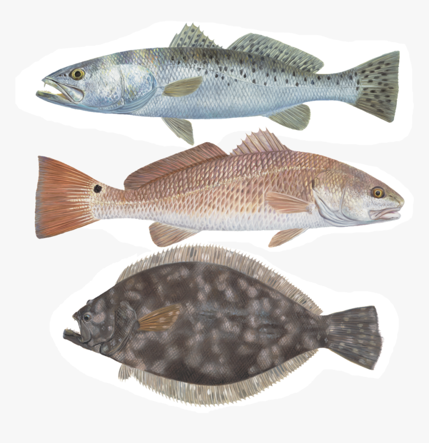 Speckled Trout Clip Art