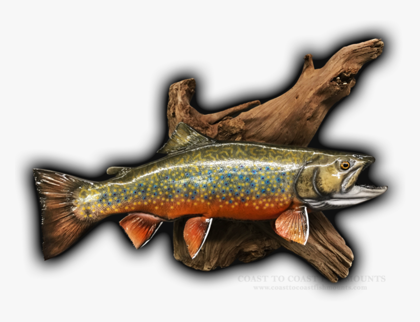 Brook Trout Replica Mount, HD Png Download
