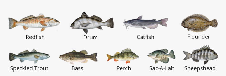 Fish2 - Flounder Fish, HD Png Download