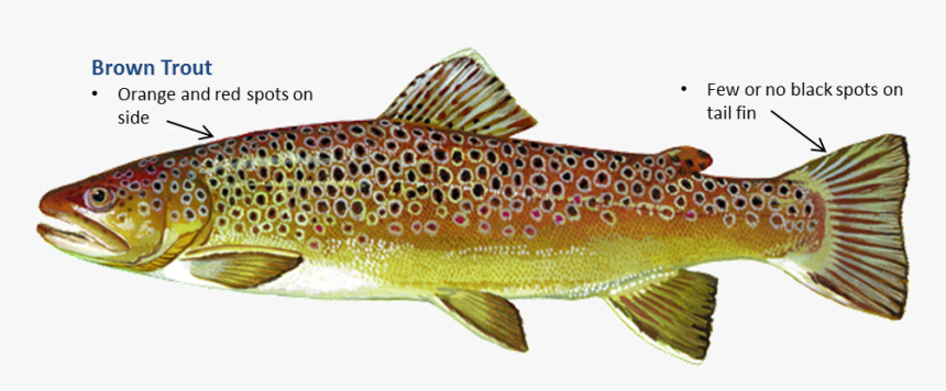 Clip Art Oklahoma Department Of Wildlife - Rainbow Trout Brown Trout, HD Png Download
