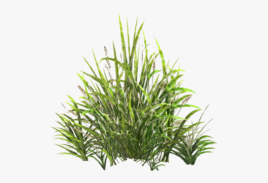 Png De Fauna, Transparent Png