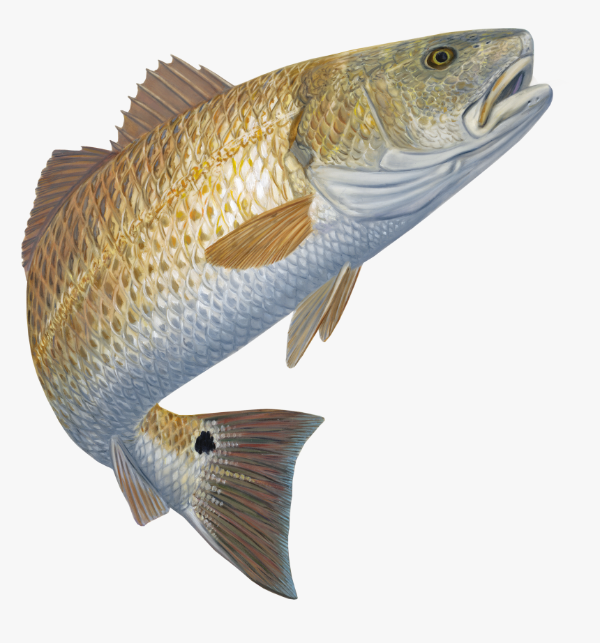 Red Fish Drawings, HD Png Download
