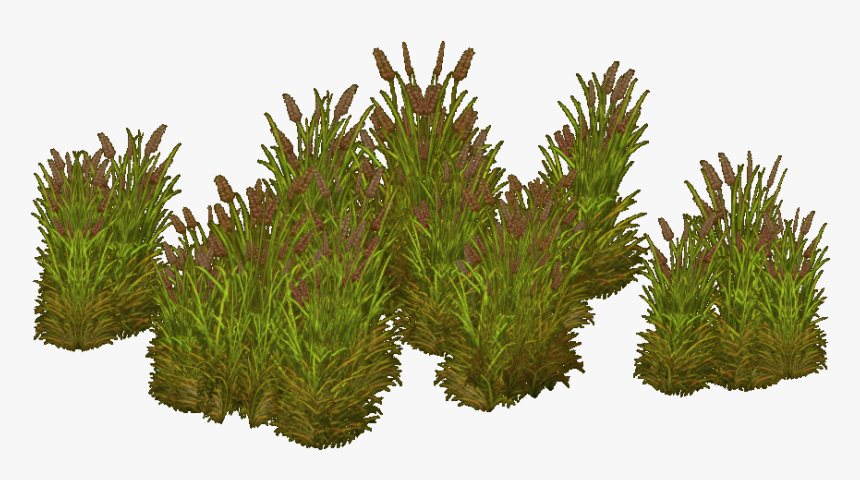 Grass, HD Png Download