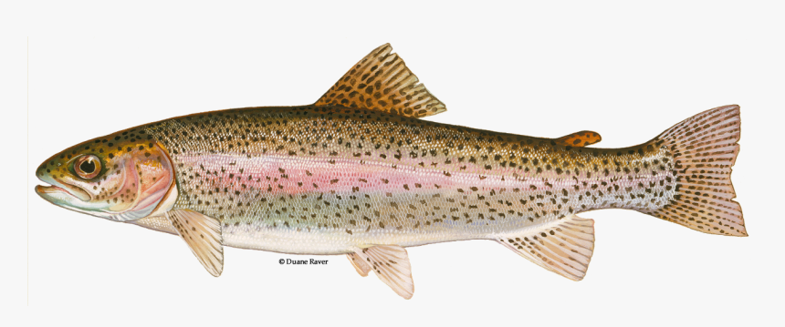 Illustration Of A Steelhead Trout - Rainbow Trout, HD Png Download