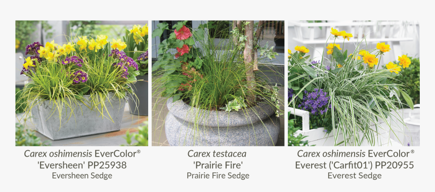 Torch Lily, HD Png Download