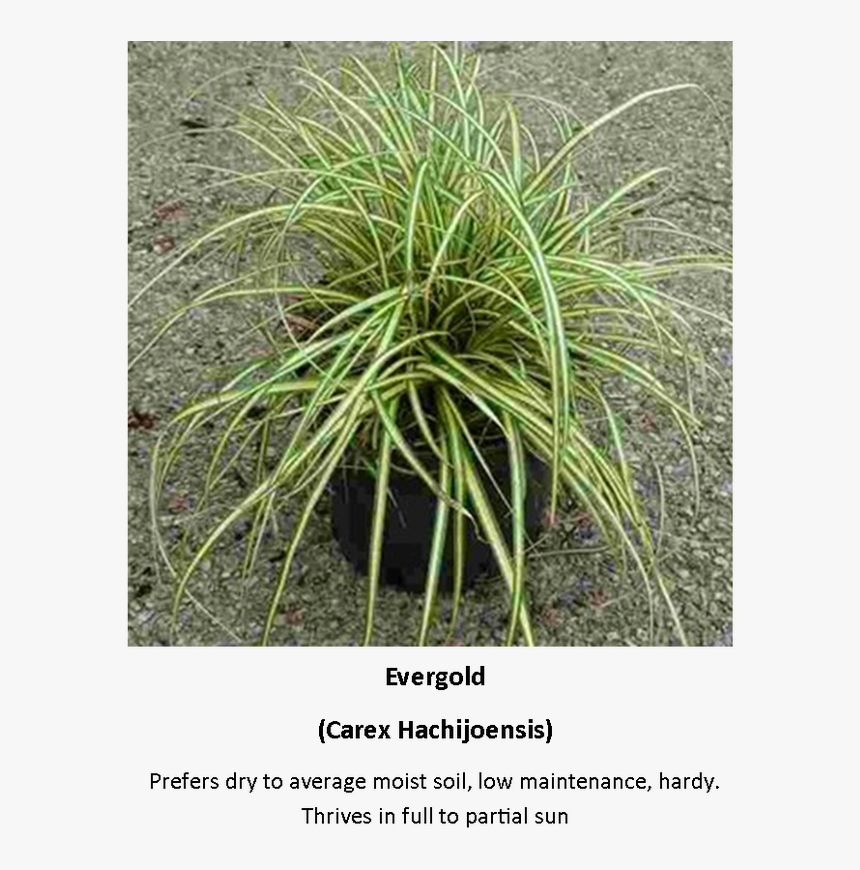 Picture - Sweet Grass, HD Png Download