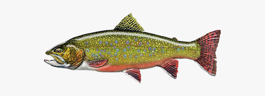 Trout, HD Png Download