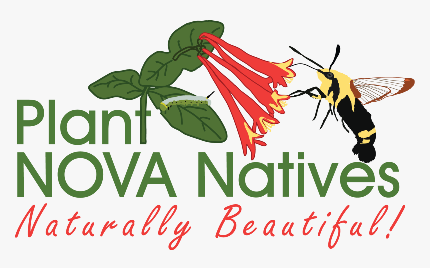 Plant Nova Natives, HD Png Download