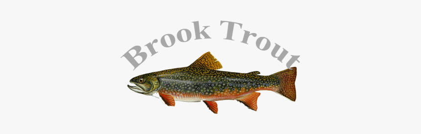 Brook Trout, HD Png Download