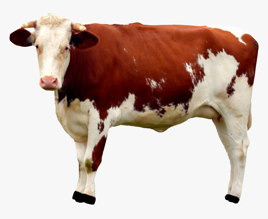 The Latest Tweets From Cow Just Tweeting Interesting - Cow Png, Transparent Png